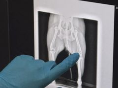 -爱妮康宠物医院·干细胞免疫细胞·肿瘤·心脏(张江店)