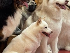 -和它·交个朋友·狗咖猫咖(爱琴海店)