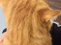 -猫友咖啡店(玉林西路店)