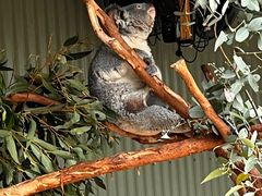 -费瑟代尔野生动物园