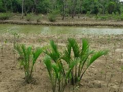 -东寨港红树林旅游区