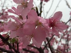-天适樱花悠乐园
