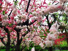 -木塔寺遗址生态公园