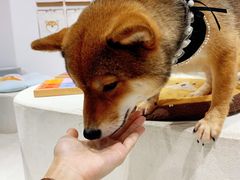 -柴务处·柴犬主题狗咖