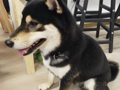 -柴迷FANS CLUB·柴犬狗咖·猫咖