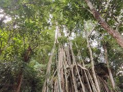 -中国科学院西双版纳热带植物园