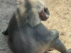 -青藏高原野生动物园