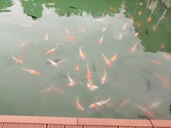-广州市流溪河国家森林公园