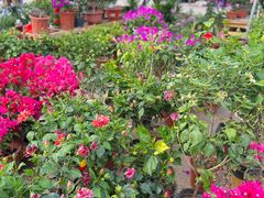 -中环花鸟鱼虫市场