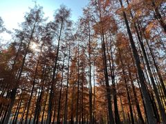 -番禺大夫山森林公园