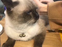 -Heymao猫咖.咖啡厅(东门店)