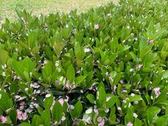 -武汉大学-樱园