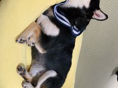 -逗柴咖啡屋·狗咖猫咖宠物桌游