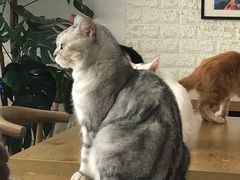 -平行世界·猫咖(首经贸店)