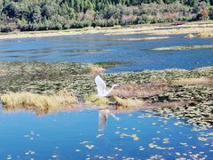 -腾冲北海湿地