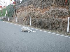 -青藏高原野生动物园