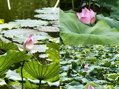 -晓港公园