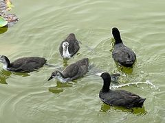 -野鸭湖国家湿地公园