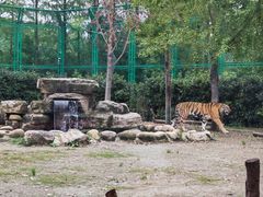 -上海野生动物园老虎餐厅