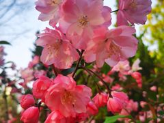 -新虹桥中心花园