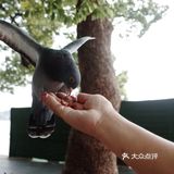不可错过的西湖边动物打卡🕊