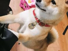 -柴犬高等学院·狗咖·柴犬售卖·宠物训练