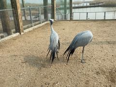 -盐城丹顶鹤湿地生态旅游区