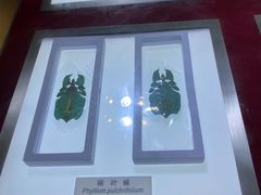 -上海昆虫博物馆