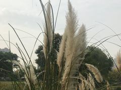 -后襄河公园
