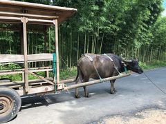 -杭州双溪漂流景区