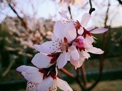 -天津东丽湖风景区
