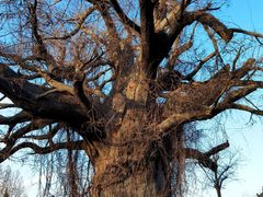 -大槐树寻根祭祖园