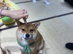 -逗柴咖啡屋·狗咖猫咖宠物桌游