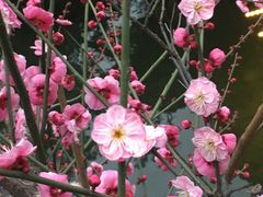 -上海虹桥宾馆味翠餐厅