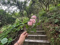 -广州白江湖森林公园