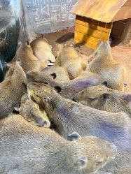 -Zoolung Zoolung动物主题公园(海信广场店)