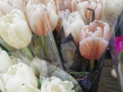 -溪岸路花鸟市场