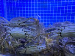 -黄记大闸蟹专卖店·活蟹·醉蟹