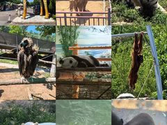 -西霞口神雕山野生动物世界