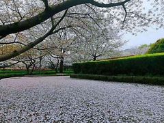 -武汉大学-樱园
