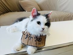 -怪兽屋·羊驼·猫咖·狗咖(俊华广场店)