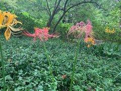 -杭州植物园