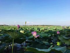 -天津东丽湖风景区