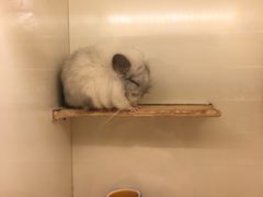 -龙猫仔乐园(惠福东路店)