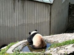 -卧龙中华大熊猫苑神树坪基地