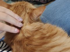 -喵屿·大理花园猫咖