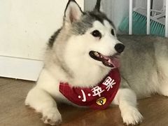 -Husky Go! 哈士奇体验馆·宠物咖啡厅狗咖