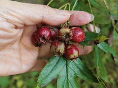 -黄椅山火山森林公园