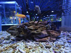 -海合安天津极地海洋公园