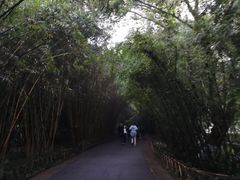 景点-成都大熊猫繁育研究基地